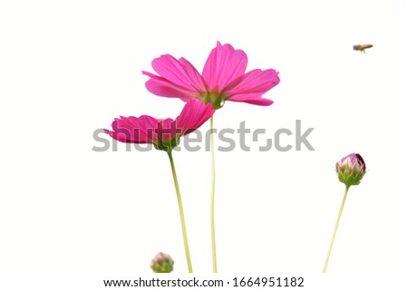 Purple cosmos flowers with white background