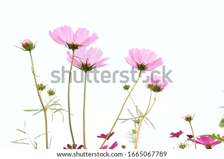 Pink cosmos flower on white background