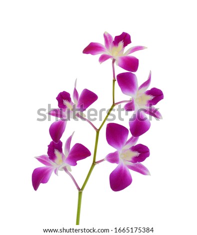 beautiful purple dendrobium orchid flowers isolated on white background