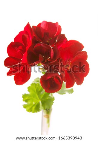 red geranium flower close up
