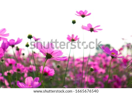 Beautiful Cosmos flowers blooming in the morning.