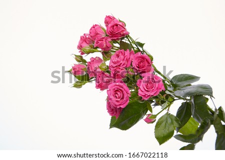 A branch of a rose with a lot of small flowers and buds on a white background.