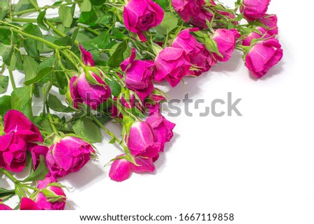 bouquet of small red bush roses on a white background, greeting card with copy space