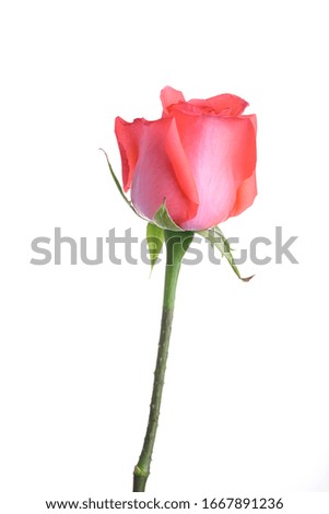 orange rose flower isolated on white background