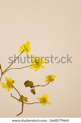 Petal of Yellow Dried Flower on White Background Cyprus Own Herbarium Collection