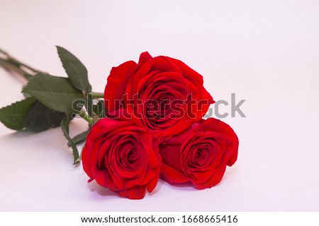 Three red roses on white backgroung with copy space. Greeting concept.
