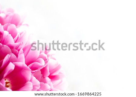 Pink fluffy lush flowers close-up on a white background.  Pink tulips similar to peonies.