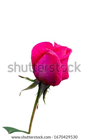 Pink roses with water droplets on a white patterned background