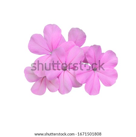 White plumbago, Cape leadwort, Close up bouquet White plumbago flower. Small pink flower on branch isolated on white background