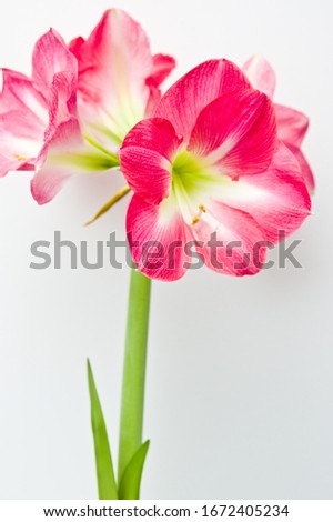 Pink amaryllis plant home decoration, in a pot against white wall,