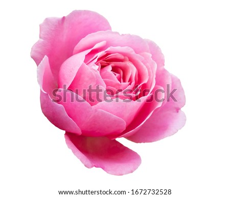 Pink rose isolated on white background with clipping path .Blooming pink rose flower.