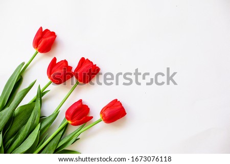 bouquet of red tulips isolated on a white background concept March 8