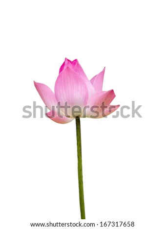 pink lotus ,water lilly isolate white background with clipping path