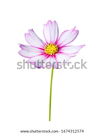 White mexican aster or pink cosmos flower blooming with green stem isolated on white background