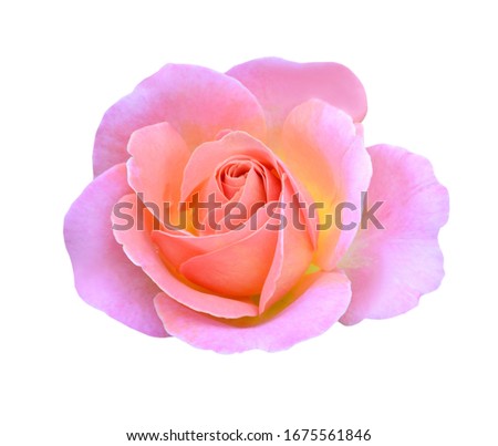 Pink rose isolated on white background. Deep focus. No dust. No pollen. 