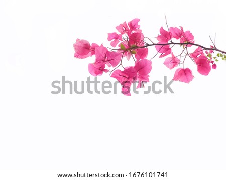 isolated pink Bougainvillea flowers on white background,(paper flower or flungfla).space for text.