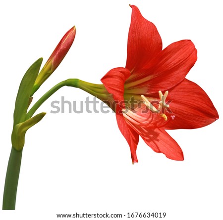 Red hippeastrum johnsonii bury blossom blooming isolated on white background. The flowers head in all 4 directions. On the flowers has a yellow pollen.