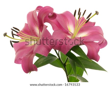 pink lilies on white background