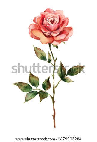 Hand-drawn watercolor and watercolor pencil single pink rose illustration on white background. Pink petals, green leaves, paper texture. Wedding, birthday, celebration idea for postcard and more.