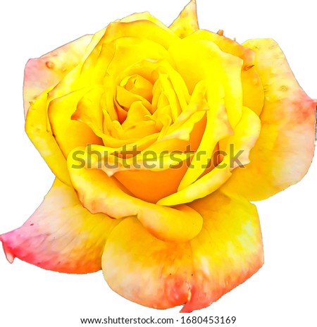 Flower.Rose.Yelloe rose.Pinkish yellow flowers.Blooming yellow flowers.