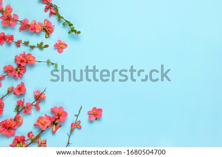 Springtime concept. Flat lay pink spring flowers on blue background top view Copy Space. Pink flowering branches. Summer bouquet lifestyle. Greeting card with delicate flowers floral background