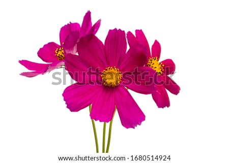 red cosmea flowers isolated on white background