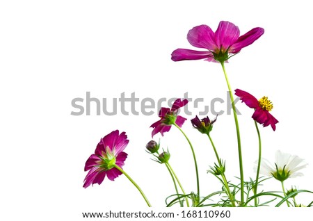 cosmos flowers  with on  a white background