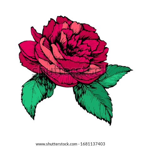 Wild red peony, rose flower with petals and green leaves. Hand drawn stock vector illustration isolated on white background. 