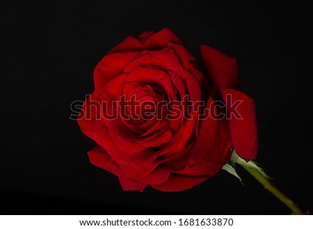 red rose on the black background