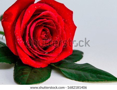 On a white marble table lies a freshly cut red beautiful rose. Template for postcard. Holiday concept