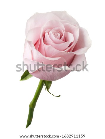 Beautiful rose flower isolated on white background. Rose bud on a green stem.