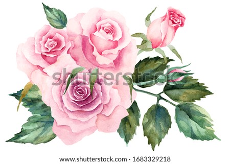 Pink roses with leaves on a white background. Hand drawn watercolor illustration.