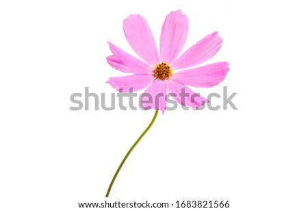 cosmea flower isolated on white background
