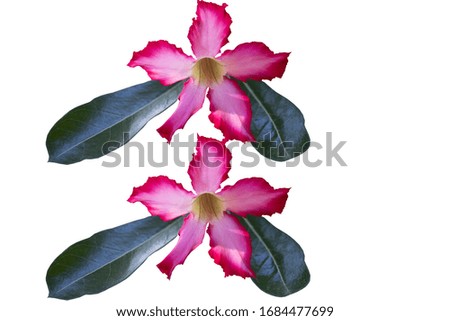 Flower isolated on white background.
