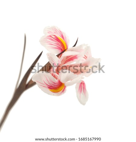 Branch of Iris flower isolated on the white
