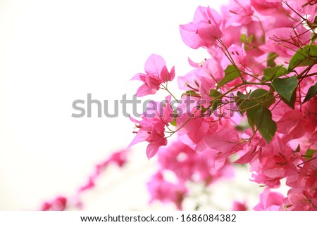 Paper Flower, pink flower in the garden