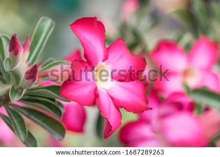 Close up of Pink Desert rose flowers