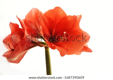 Bright red colors of an exotic amaryllis flower close-up on a white background.