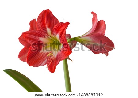 Flower Hippeastrum (amaryllis) sonatini red and white 'Eye Catcher' on a white background isolated.