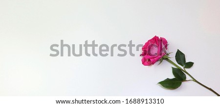 One beautiful pink rose in the right side on the white background with empty space. Postcard