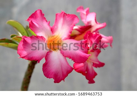 Adenium Flower is blooming, this flower usually decorates the home page