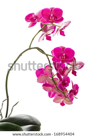 Red orchid on white background
