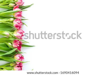 Top view on pink tulip flowers that lie flat next to a white background. Concept flat layout, holiday, gift, postcard, international women's day, March 8th.