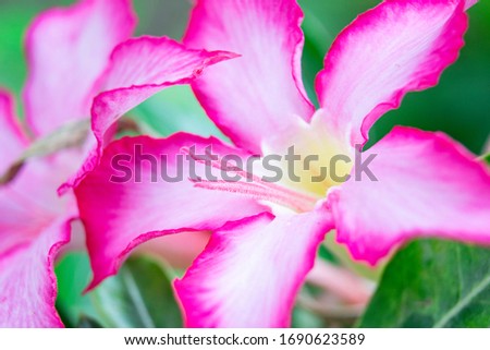 
Macro photo of pink azalea