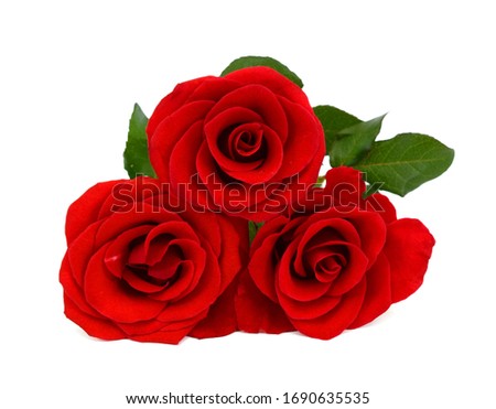 beautiful red rose flowers isolated on white background 