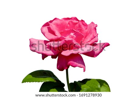 Pink roses with white background.