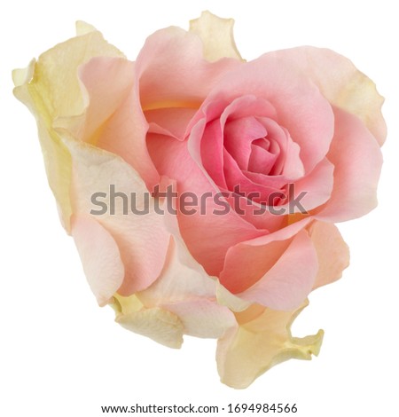 Pink rose isolated over white background closeup. Rose flower head in air, without shadow. Top view, flat lay.