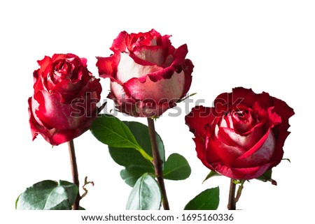 one red rose flower on a white isolated background close up greeting card