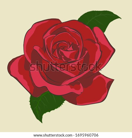 Single red rose for decoration. Green leaves.