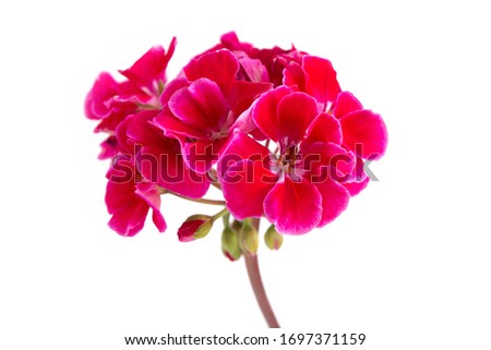 Single inflorescence with red geranium inflorescences isolated on a white background.